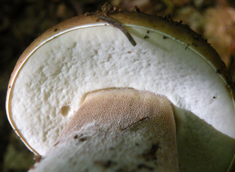 Tutti Boletus edulis?